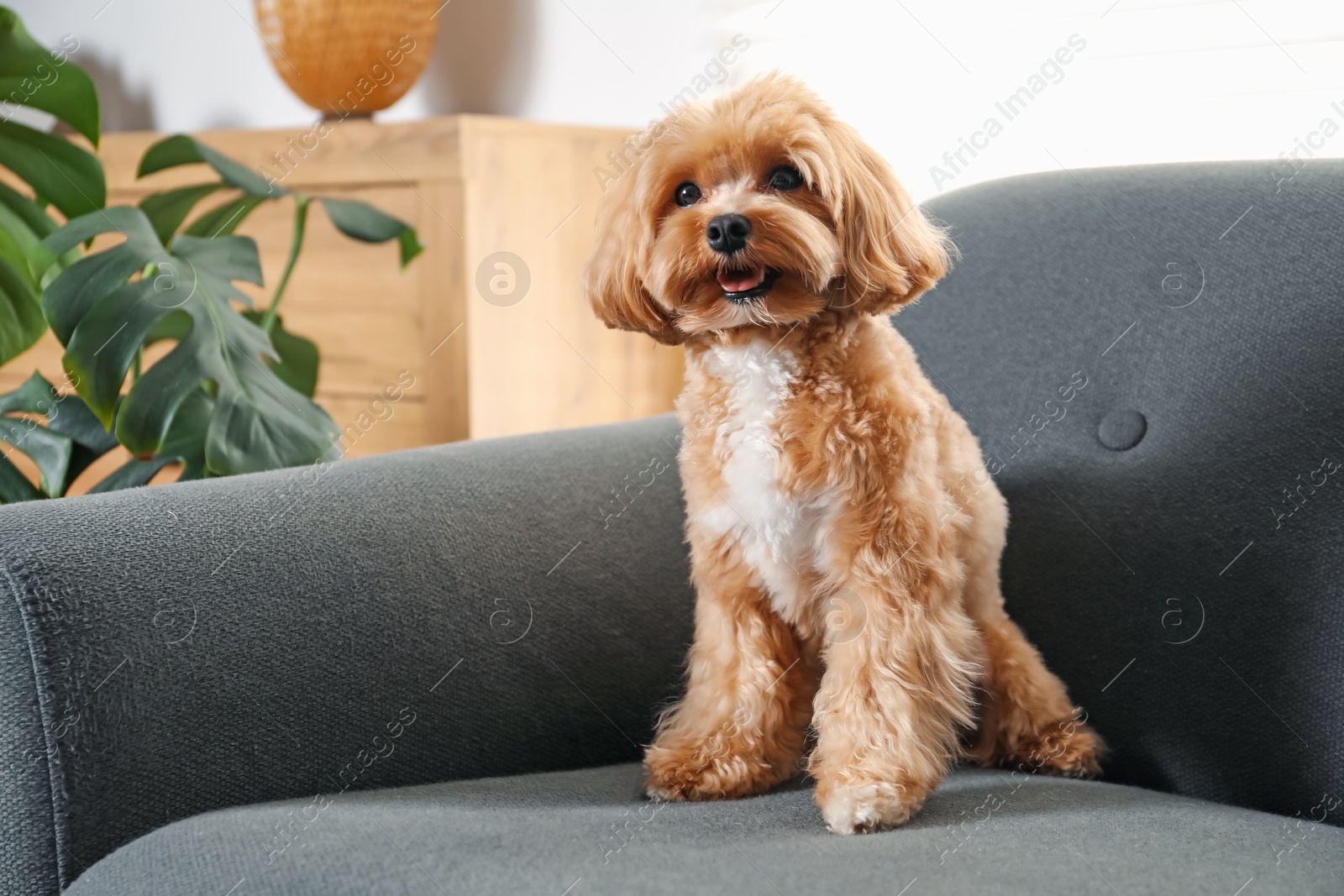 Cute Maltipoo dog on sofa at home Photo of Cute Maltipoo dog on sofa at home