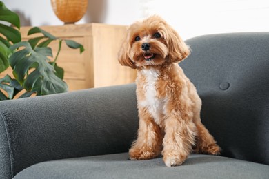 Photo of Cute Maltipoo dog on sofa at home
