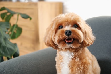 Photo of Cute Maltipoo dog at home, space for text
