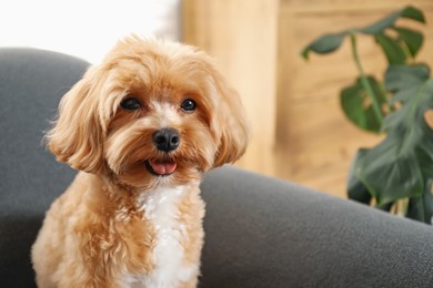 Photo of Cute Maltipoo dog at home, space for text