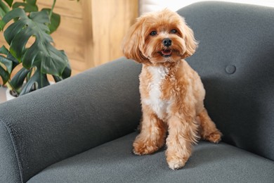 Photo of Cute Maltipoo dog on sofa at home