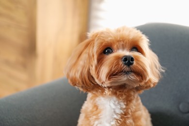 Photo of Cute Maltipoo dog at home, space for text
