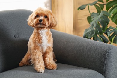 Photo of Cute Maltipoo dog on sofa at home