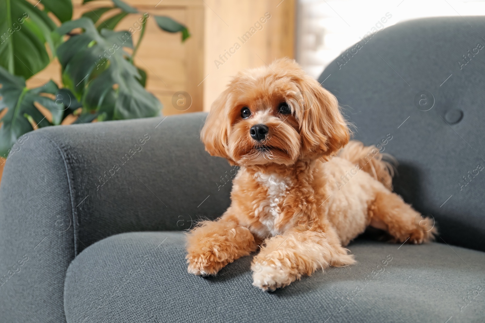 Cute Maltipoo dog on sofa at home Photo of Cute Maltipoo dog on sofa at home