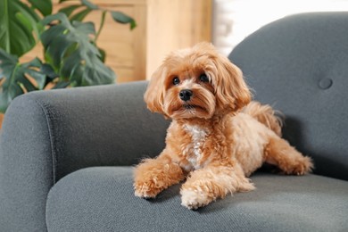 Photo of Cute Maltipoo dog on sofa at home