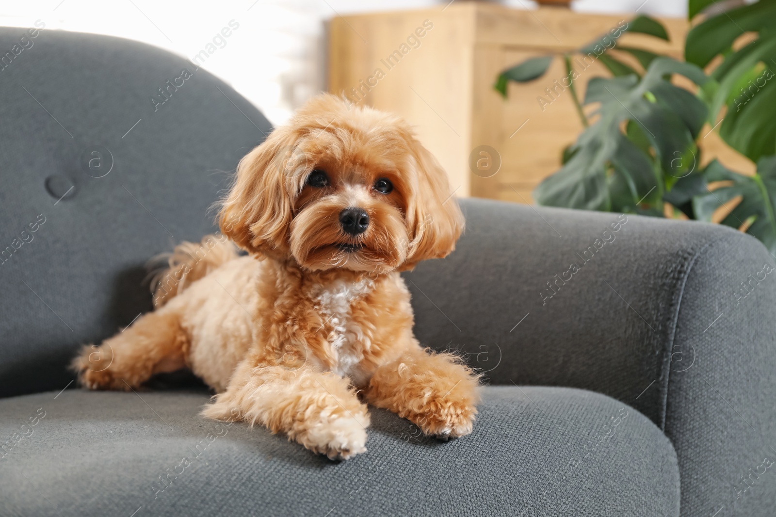 Cute Maltipoo dog on sofa at home Photo of Cute Maltipoo dog on sofa at home