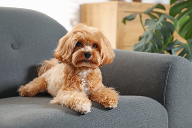 Photo of Cute Maltipoo dog on sofa at home