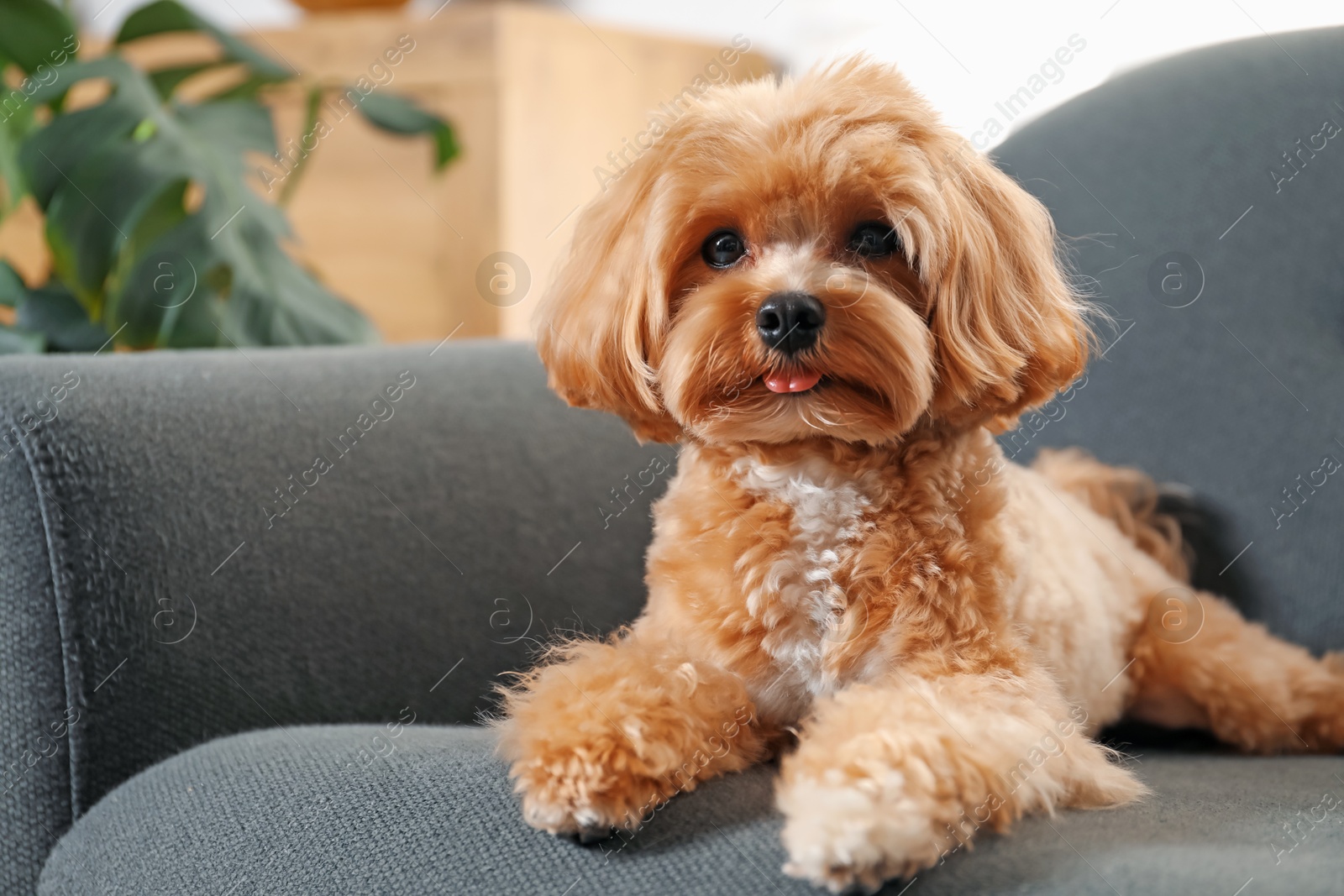 Cute Maltipoo dog on sofa at home Photo of Cute Maltipoo dog on sofa at home