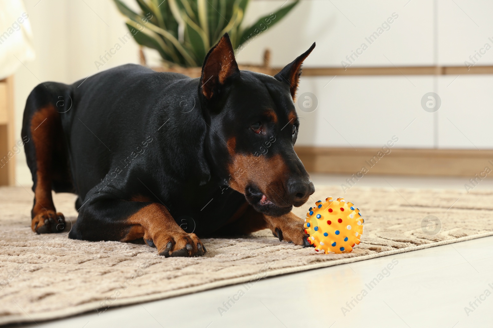 Adorable Doberman with toy on floor at home. Space for text Photo of Adorable Doberman with toy on floor at home. Space for text