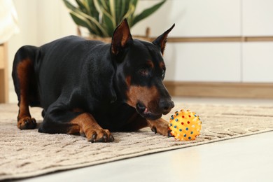 Photo of Adorable Doberman with toy on floor at home. Space for text