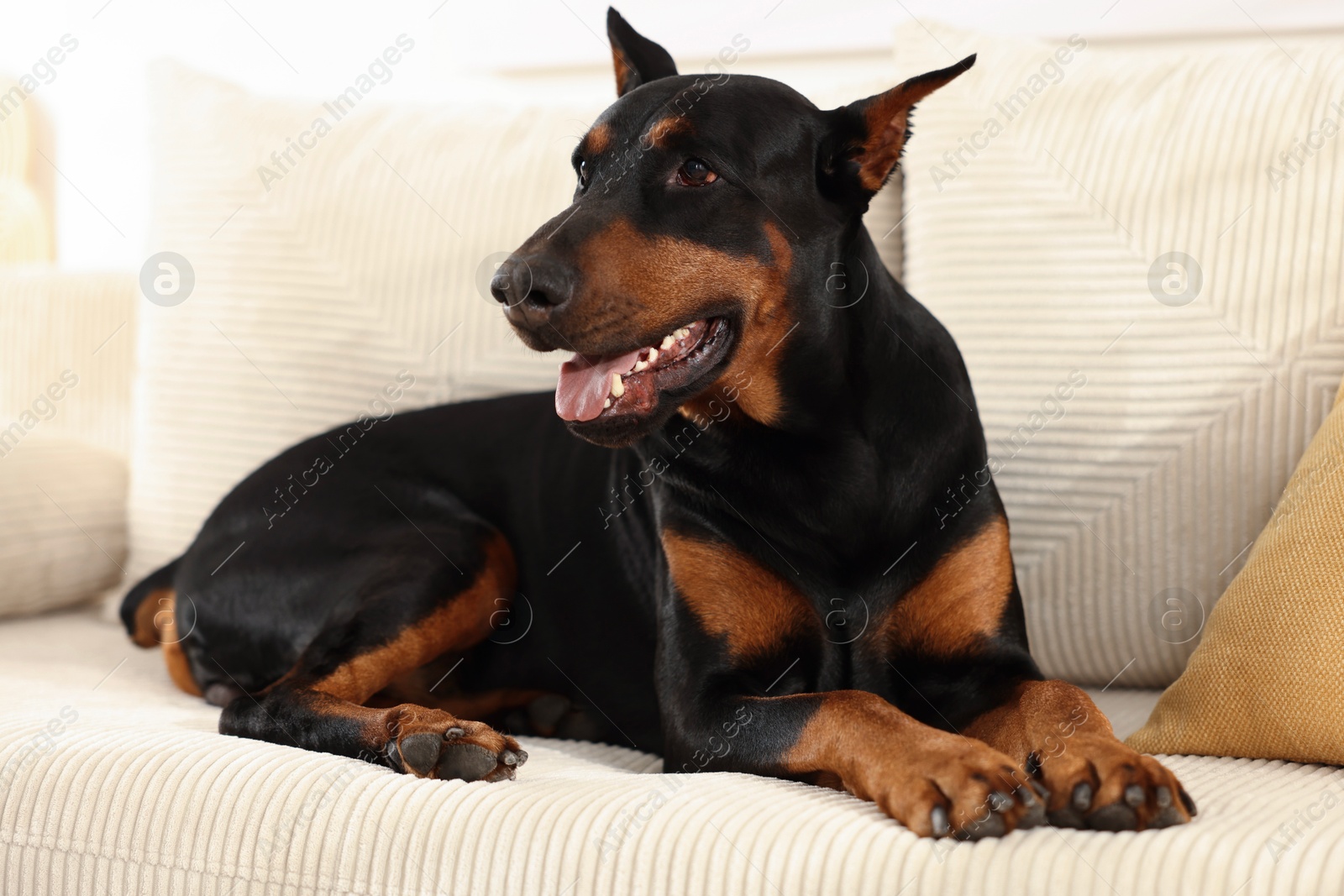Adorable Doberman resting on sofa at home Photo of Adorable Doberman resting on sofa at home