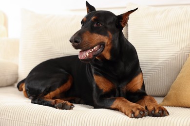 Photo of Adorable Doberman resting on sofa at home