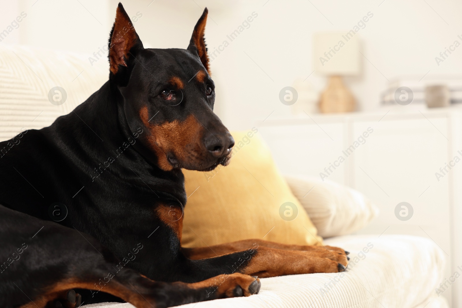 Adorable Doberman resting on sofa at home. Space for text Photo of Adorable Doberman resting on sofa at home. Space for text