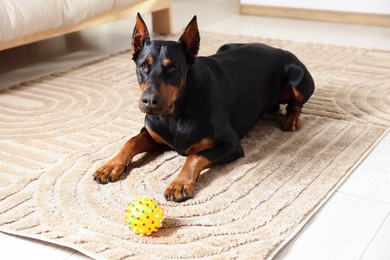 Photo of Adorable Doberman with toy on floor at home