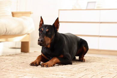 Photo of Adorable Doberman on floor at home. Domestic pet