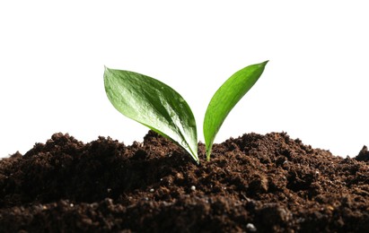 Photo of Young sapling in soil isolated on white