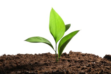 Photo of Young sapling in soil isolated on white