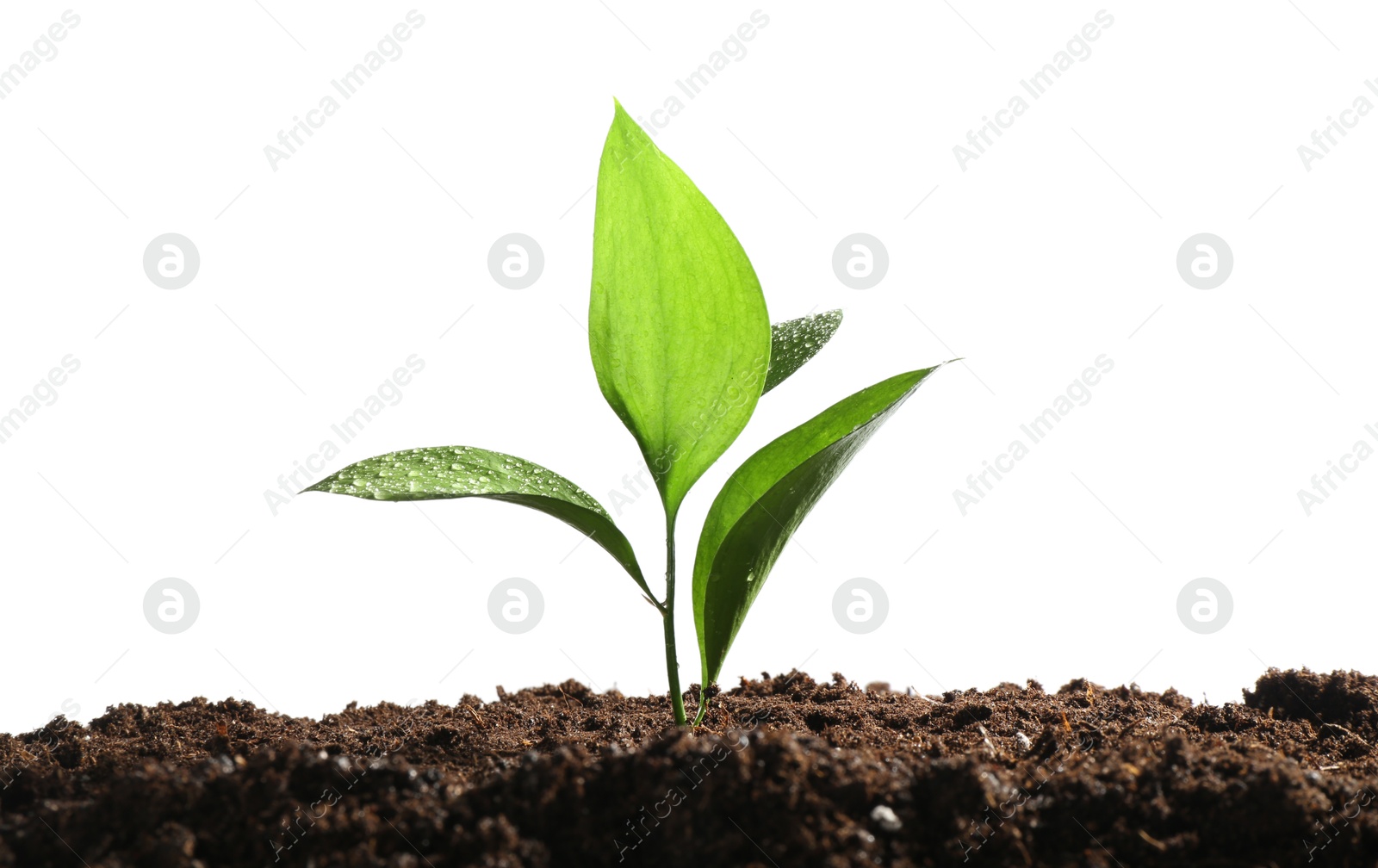 Photo of Young sapling in soil isolated on white