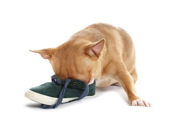 Photo of Cute chihuahua dog chewing shoe on white background