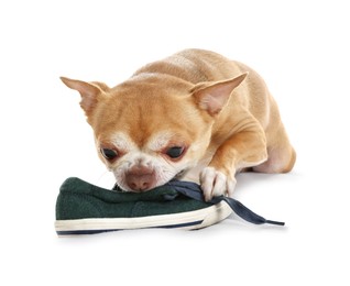 Photo of Cute chihuahua dog chewing shoe on white background