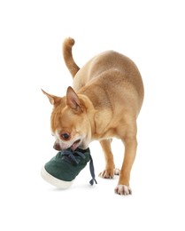 Photo of Cute chihuahua dog chewing shoe on white background