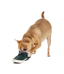 Photo of Cute chihuahua dog chewing shoe on white background