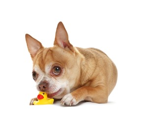 Photo of Cute chihuahua dog chewing toy on white background