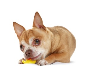 Photo of Cute chihuahua dog chewing toy on white background