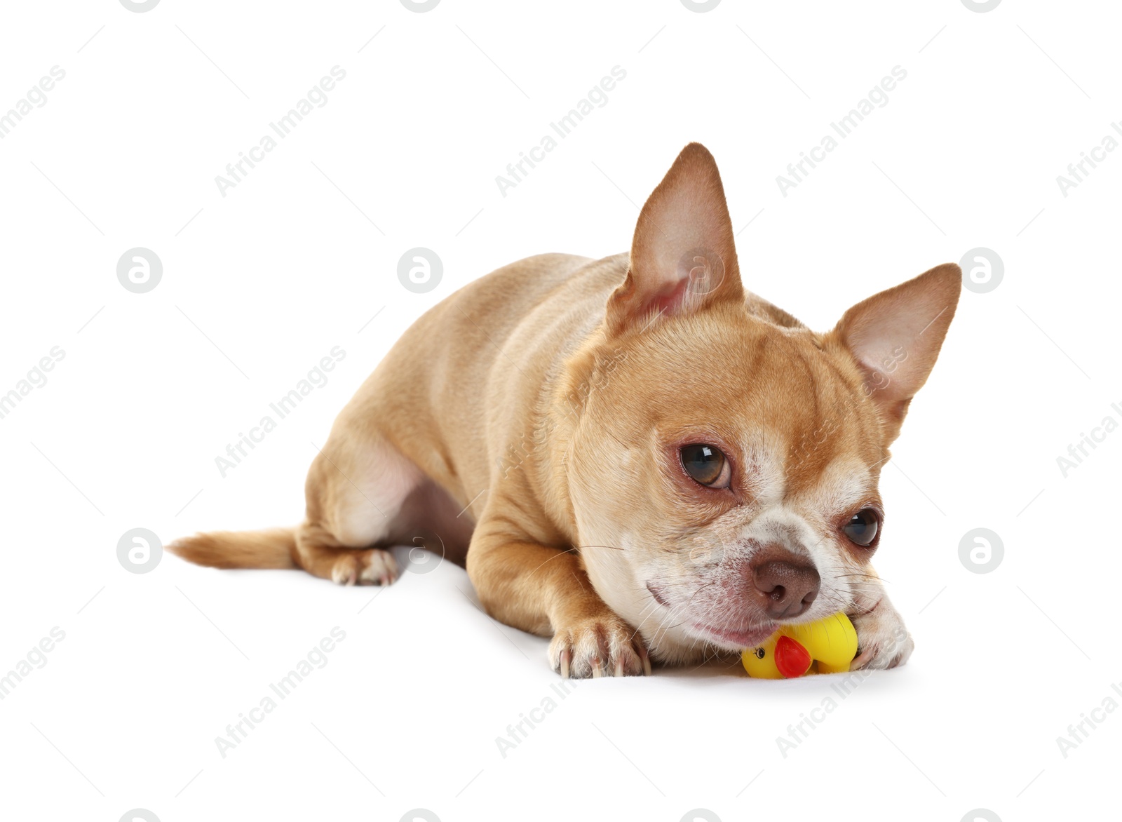 Photo of Cute chihuahua dog chewing toy on white background