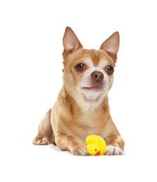 Photo of Cute chihuahua dog chewing toys on white background