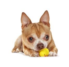 Photo of Cute chihuahua dog chewing toys on white background