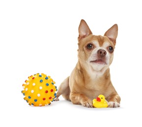 Photo of Cute chihuahua dog chewing toys on white background