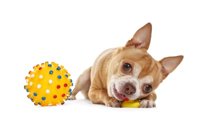 Photo of Cute chihuahua dog chewing toys on white background