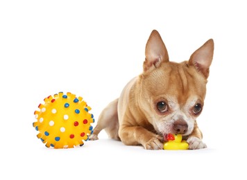 Photo of Cute chihuahua dog chewing toys on white background