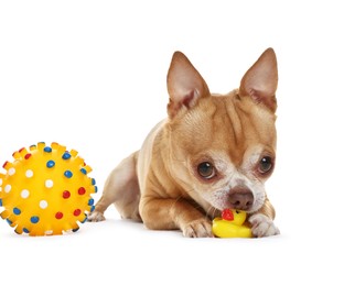 Photo of Cute chihuahua dog chewing toys on white background