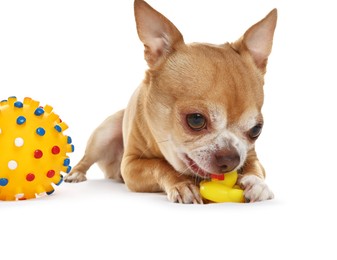 Photo of Cute chihuahua dog chewing toys on white background