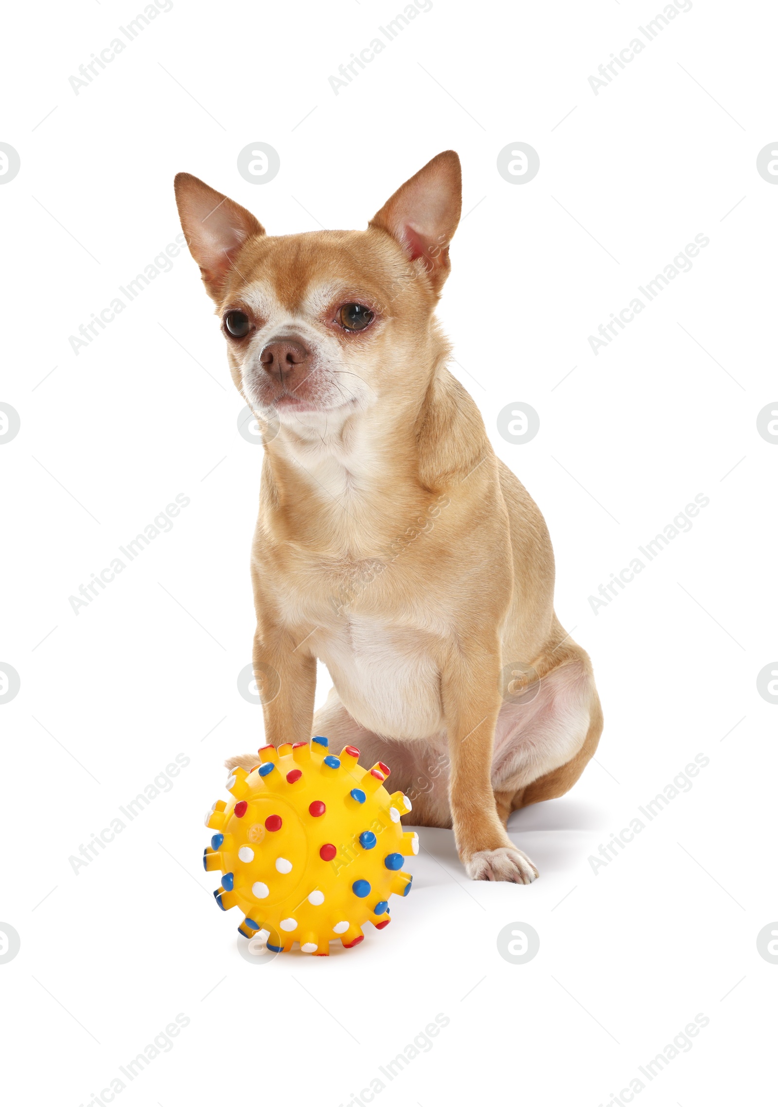 Photo of Cute chihuahua dog with toy on white background