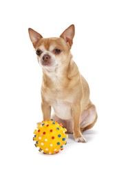 Cute chihuahua dog with toy on white background