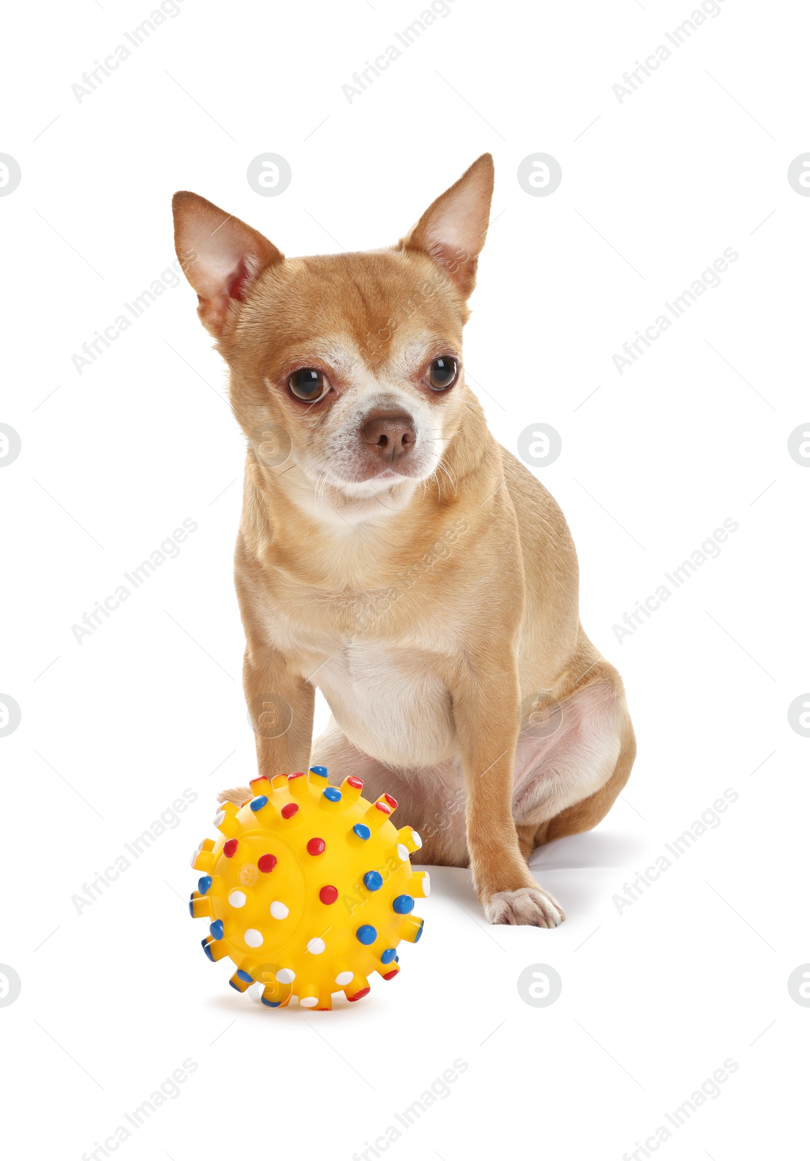 Photo of Cute chihuahua dog with toy on white background