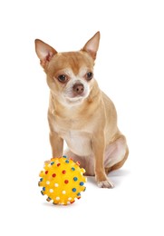 Cute chihuahua dog with toy on white background