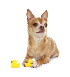 Photo of Cute chihuahua dog with toys on white background