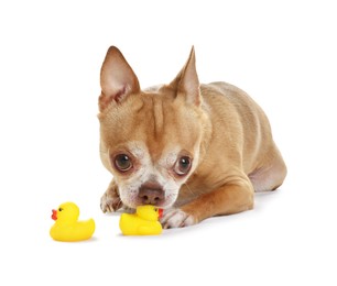 Photo of Cute chihuahua dog chewing toys on white background