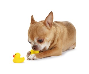 Photo of Cute chihuahua dog chewing toys on white background