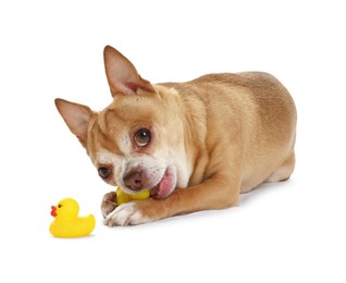 Photo of Cute chihuahua dog chewing toys on white background