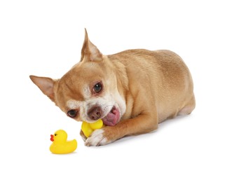 Photo of Cute chihuahua dog chewing toys on white background