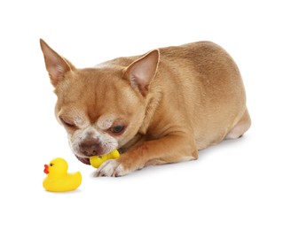 Photo of Cute chihuahua dog chewing toys on white background