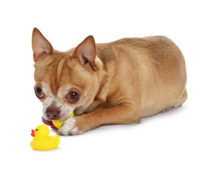 Photo of Cute chihuahua dog chewing toys on white background