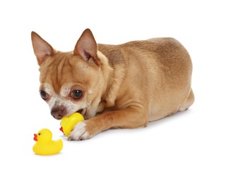 Photo of Cute chihuahua dog chewing toys on white background