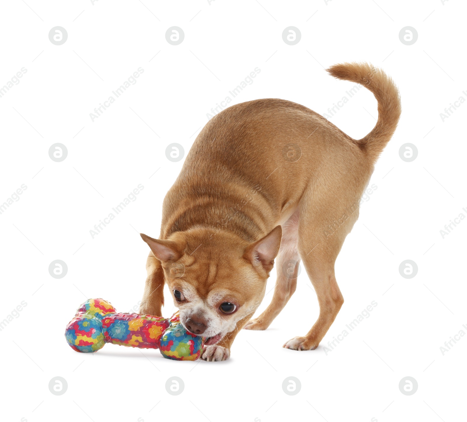 Photo of Cute chihuahua dog chewing toy on white background