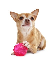 Cute chihuahua dog with toy on white background